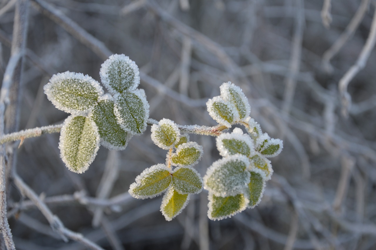 winter frost snow free photo