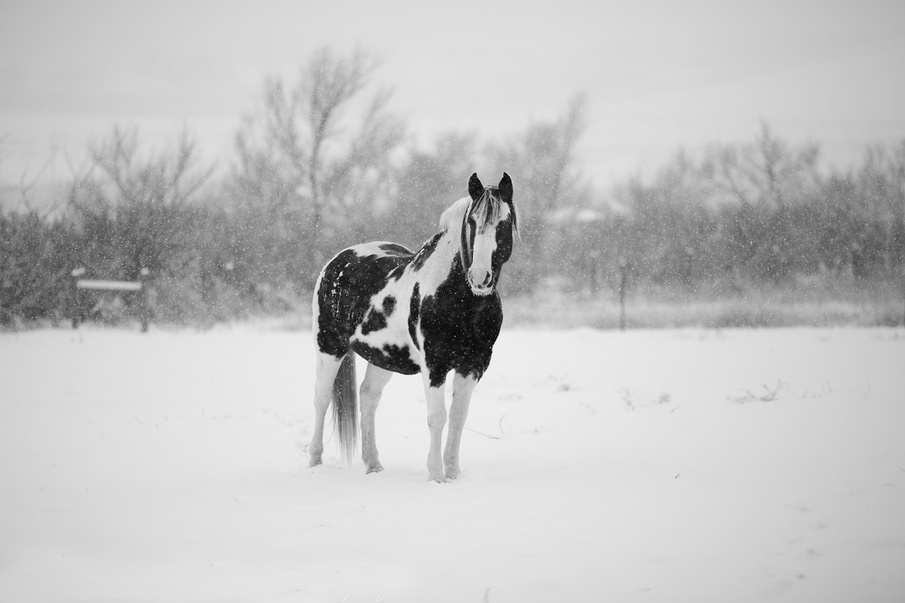 winter horse snow free photo