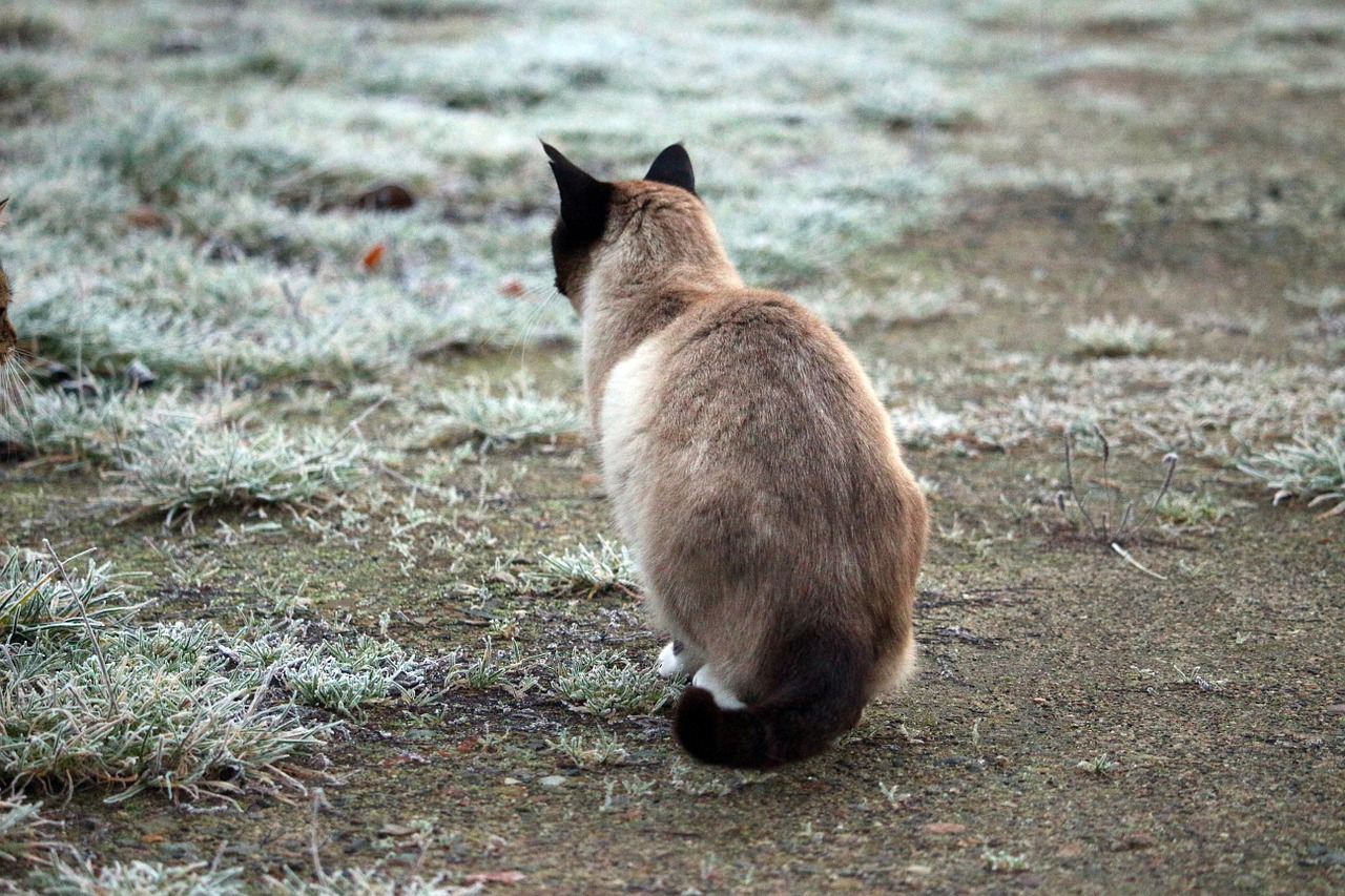 siamese cat cat winter free photo