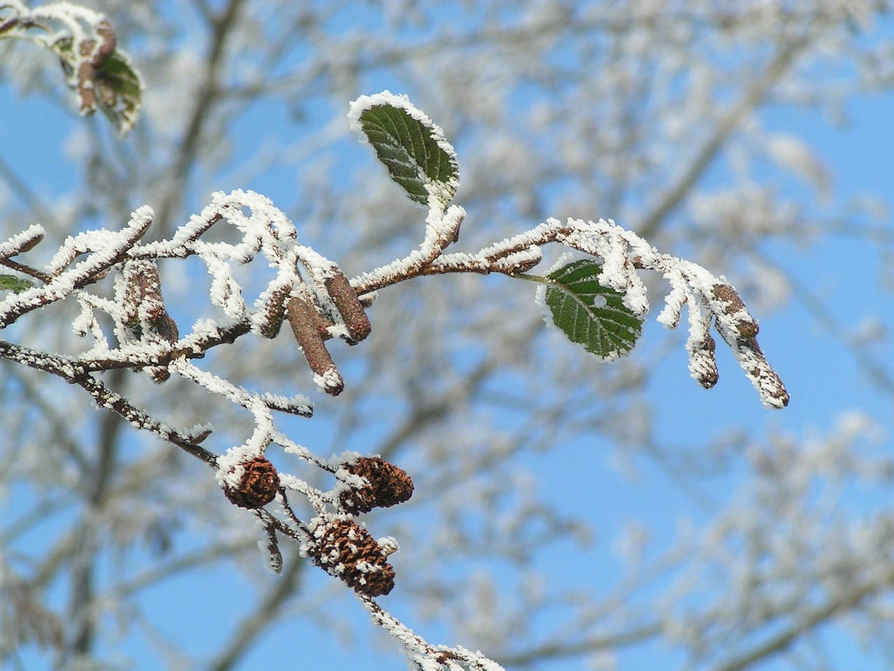 winter christmas nature free photo