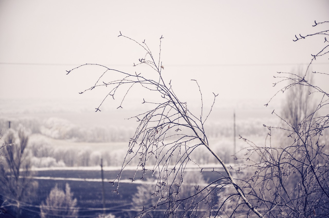 winter tree snow free photo