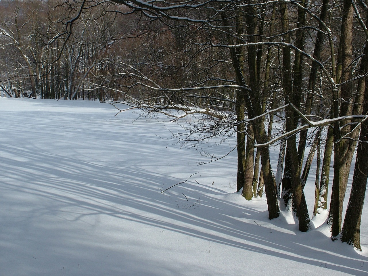 winter trees light shadow free photo