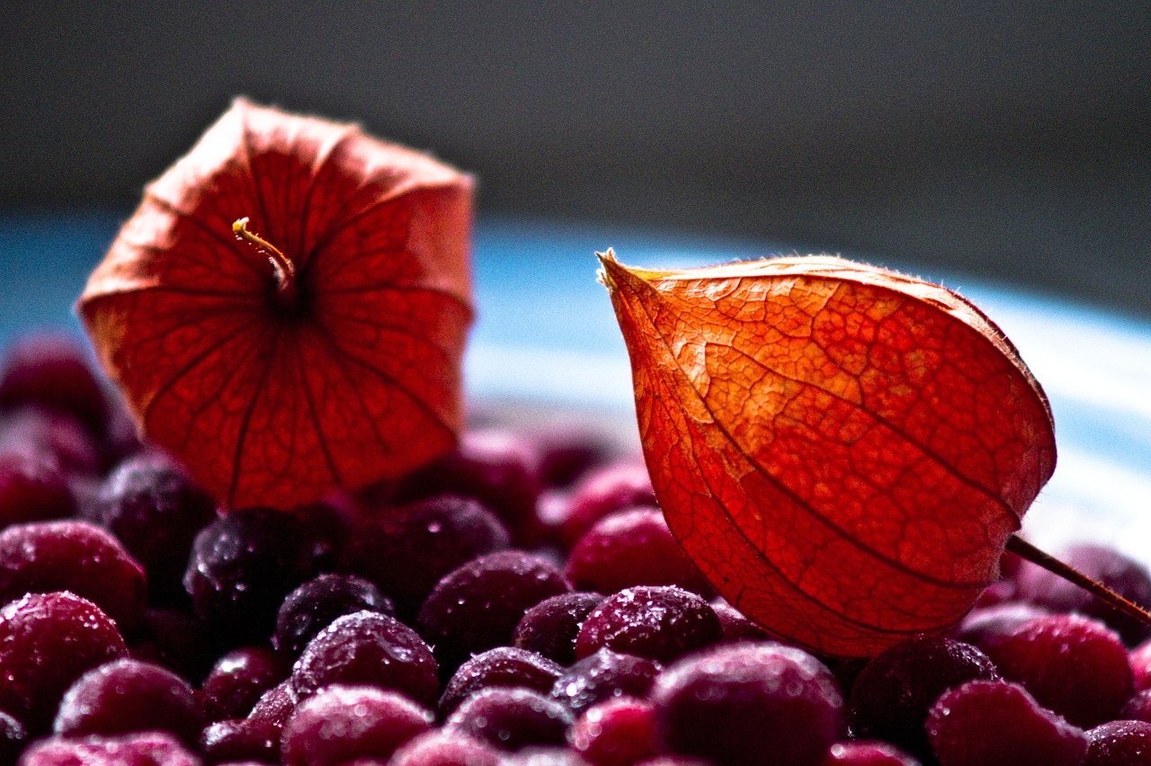 winter cranberry tomatillo free photo