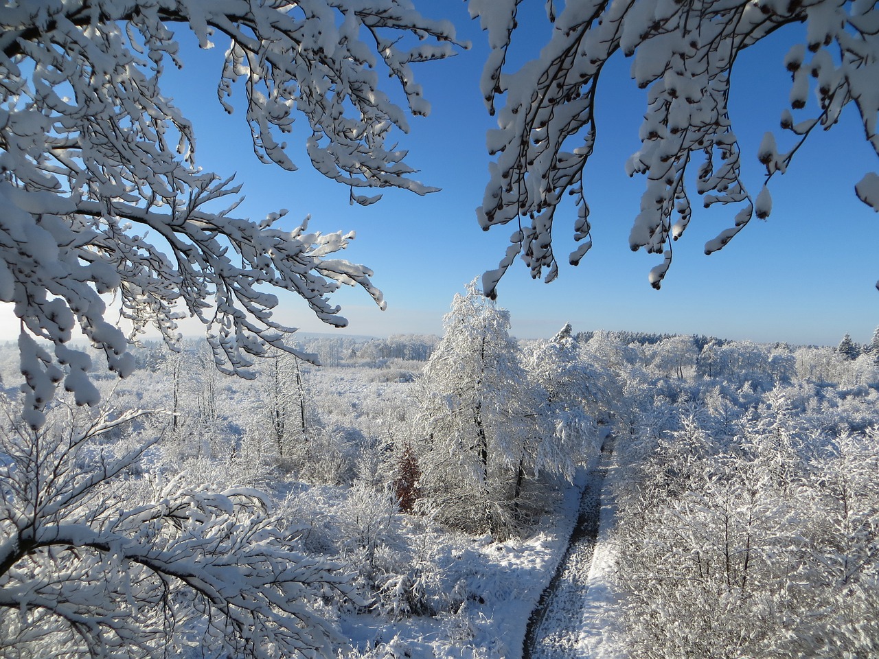 winter trees sky free photo