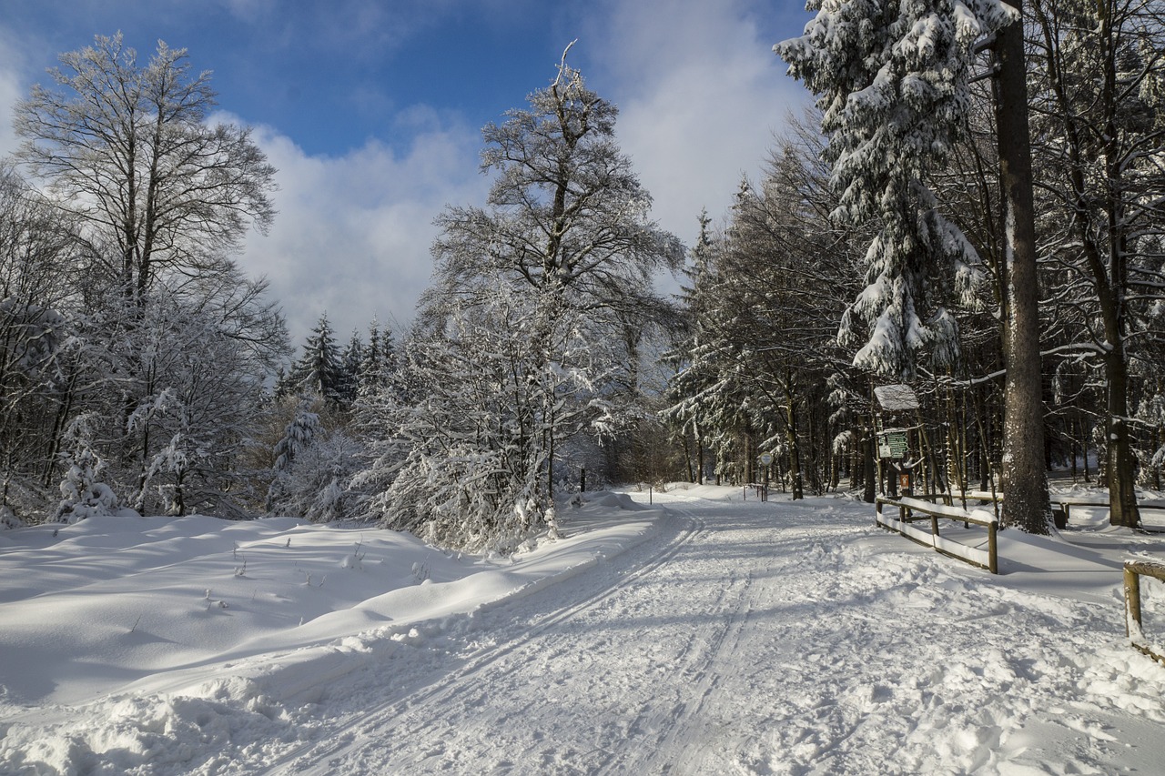 winter snow wintry free photo