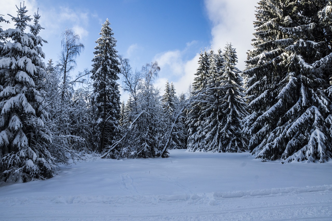 winter thuringia germany forest free photo