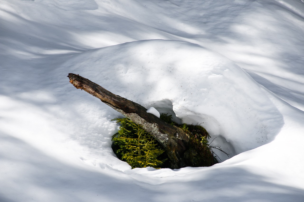 winter snow wintry free photo