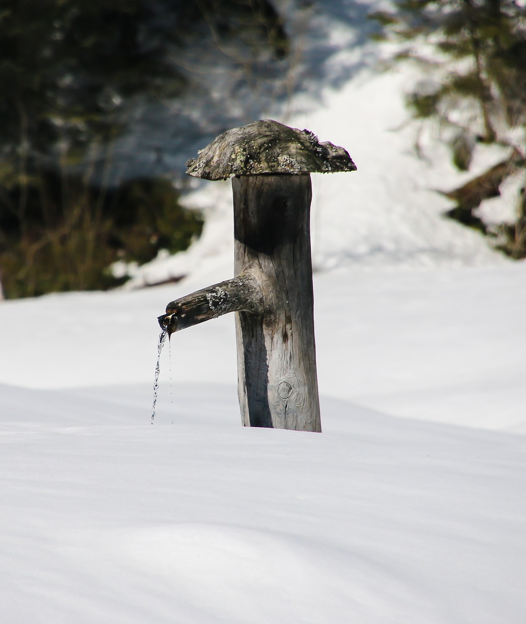 winter snow wintry free photo