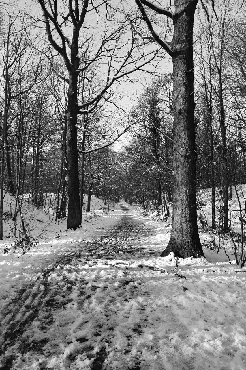 winter wood december free photo