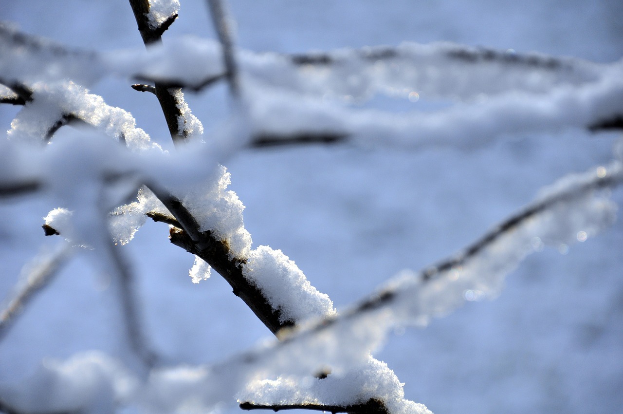 winter snow tree free photo