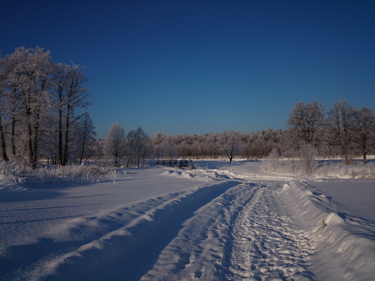 winter landscape forest free photo