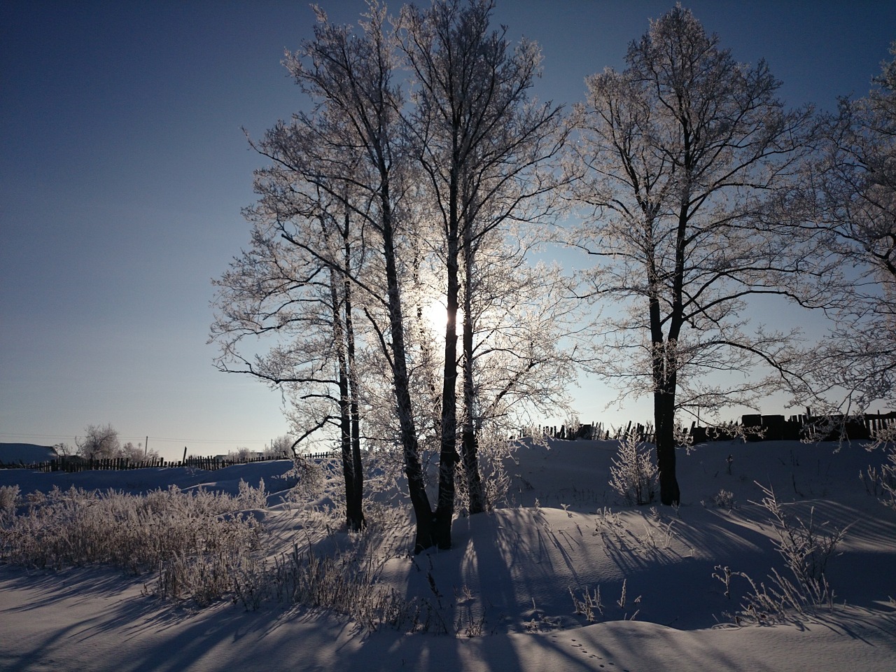 winter tree nature free photo