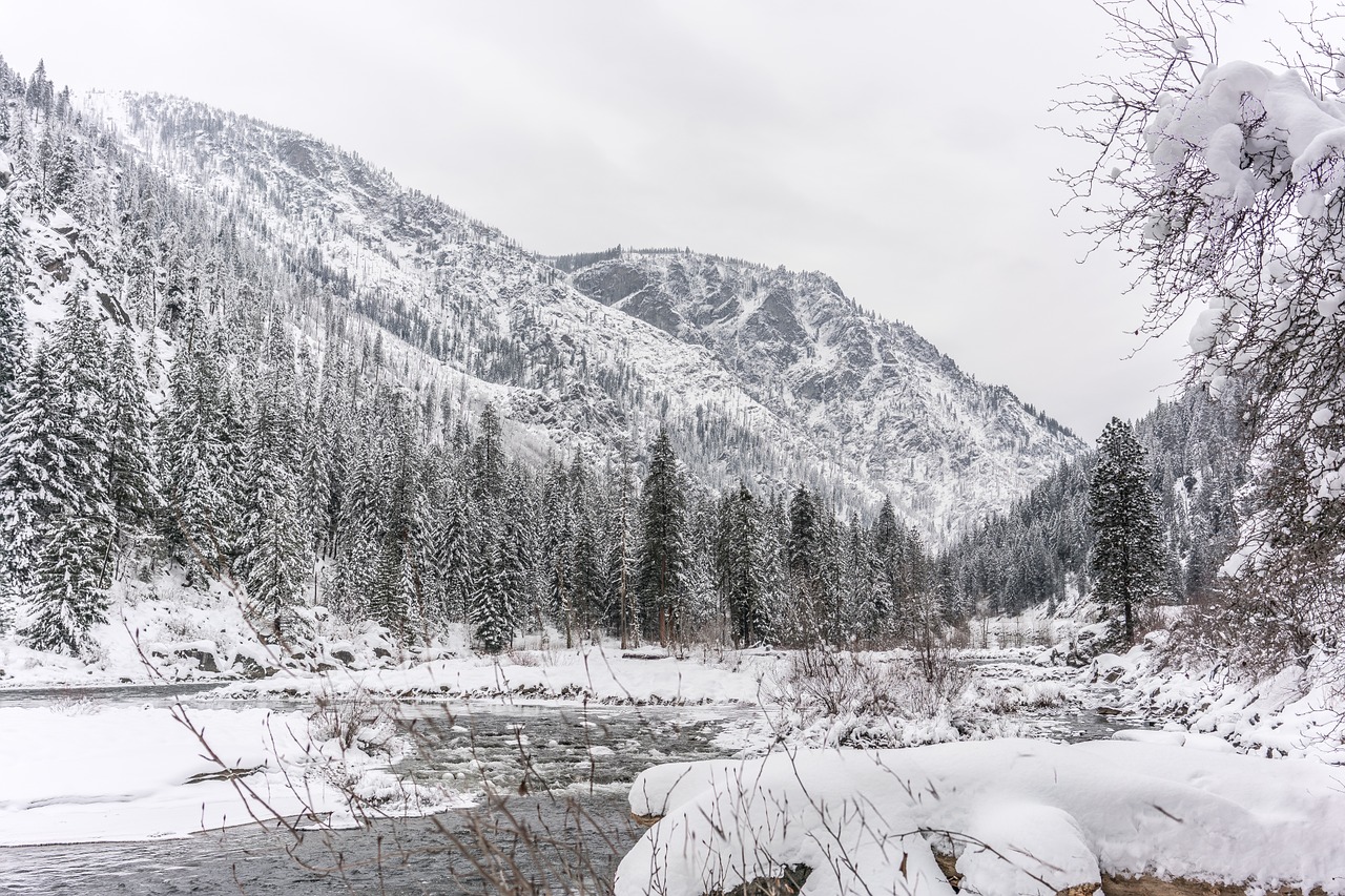 winter tree river free photo