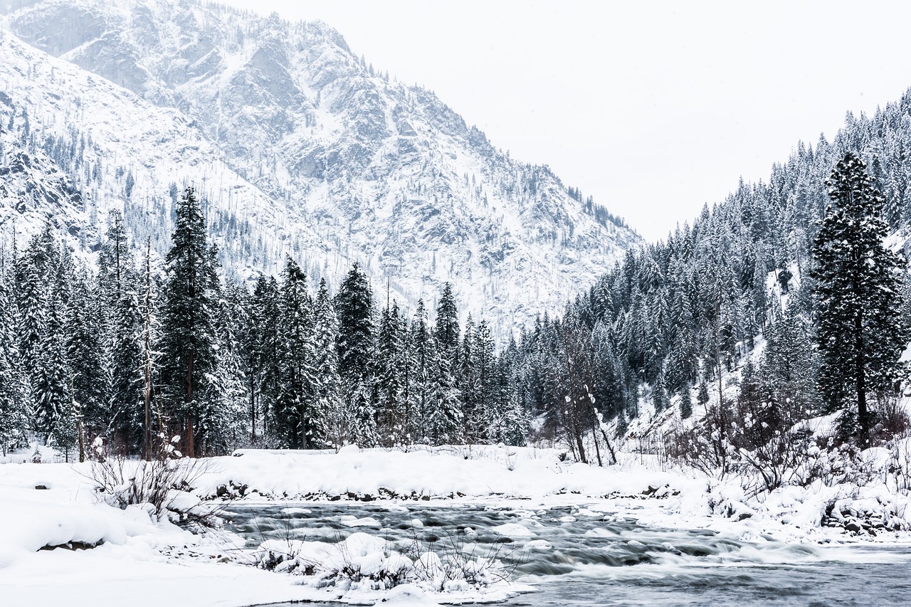 winter tree river free photo