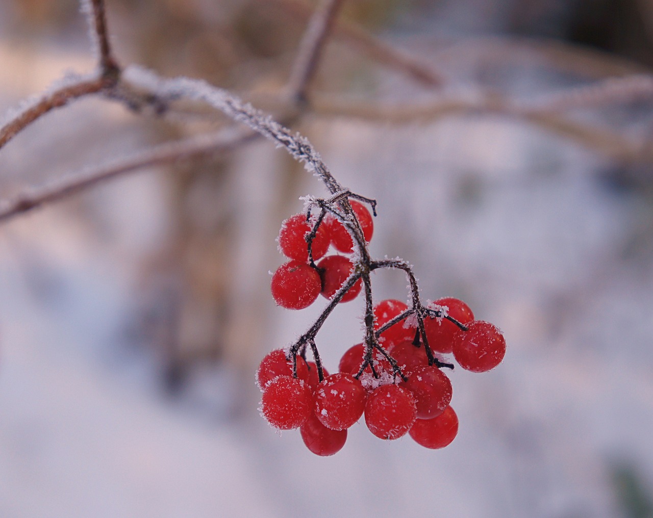 winter snow cold free photo