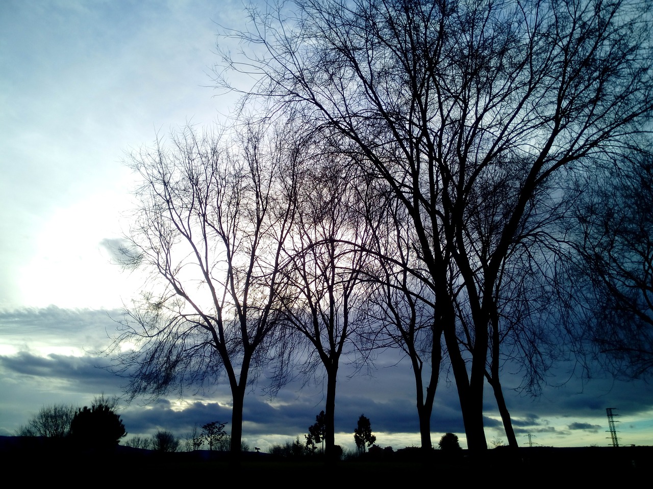 winter trees leaves free photo