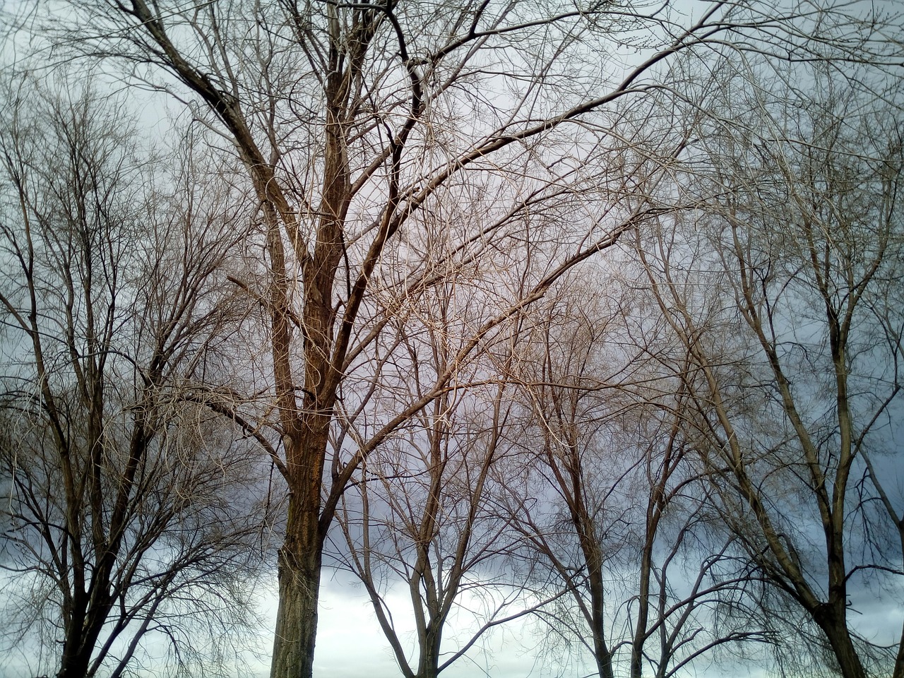 winter cold trees free photo