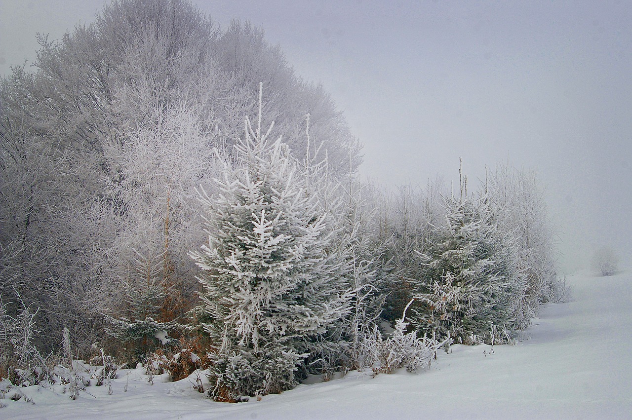 winter frost tree free photo