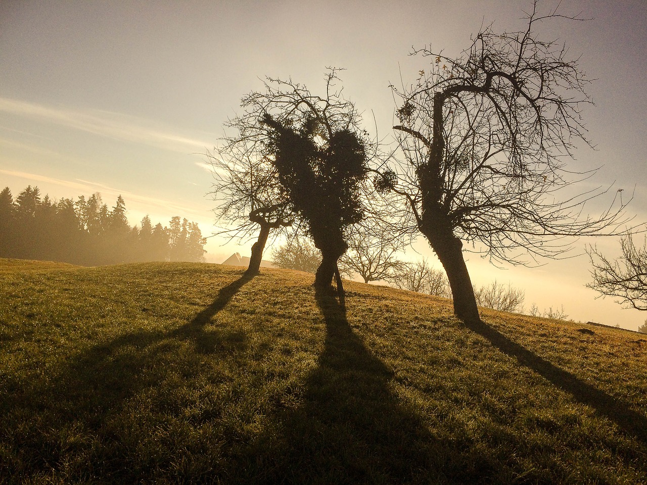 winter trees shadow free photo