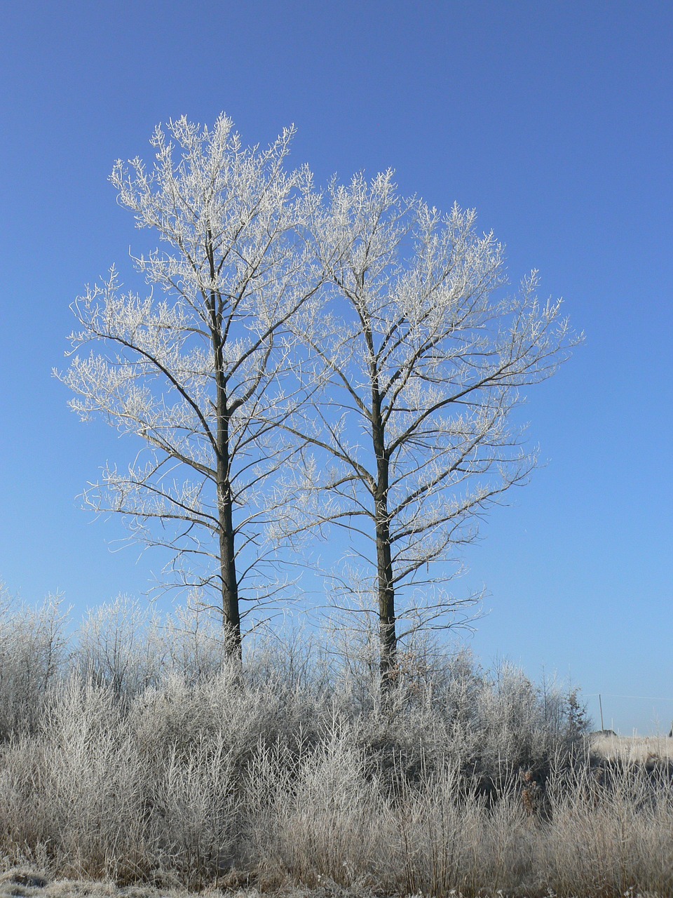 winter frost tree free photo