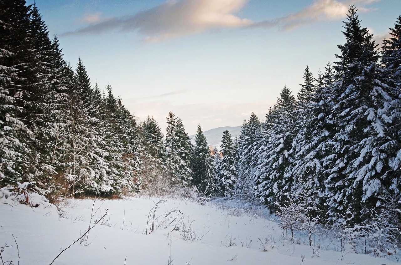 winter snow tree free photo