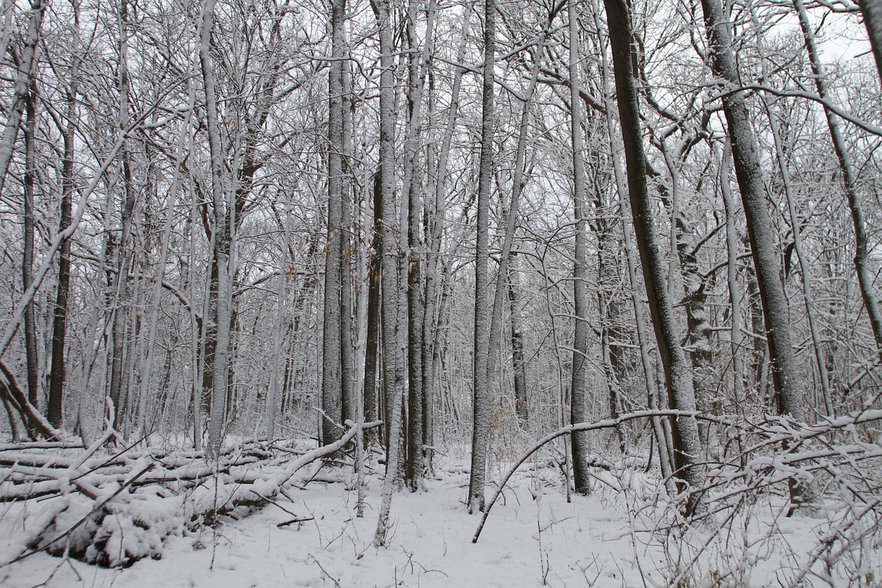 winter trees snow free photo