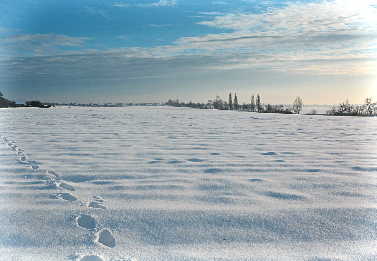 winter snowy landscape nature free photo