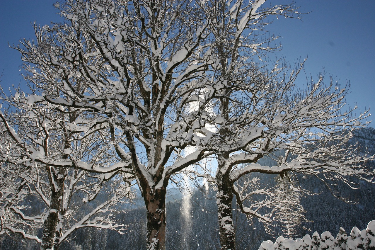 winter nature snow free photo