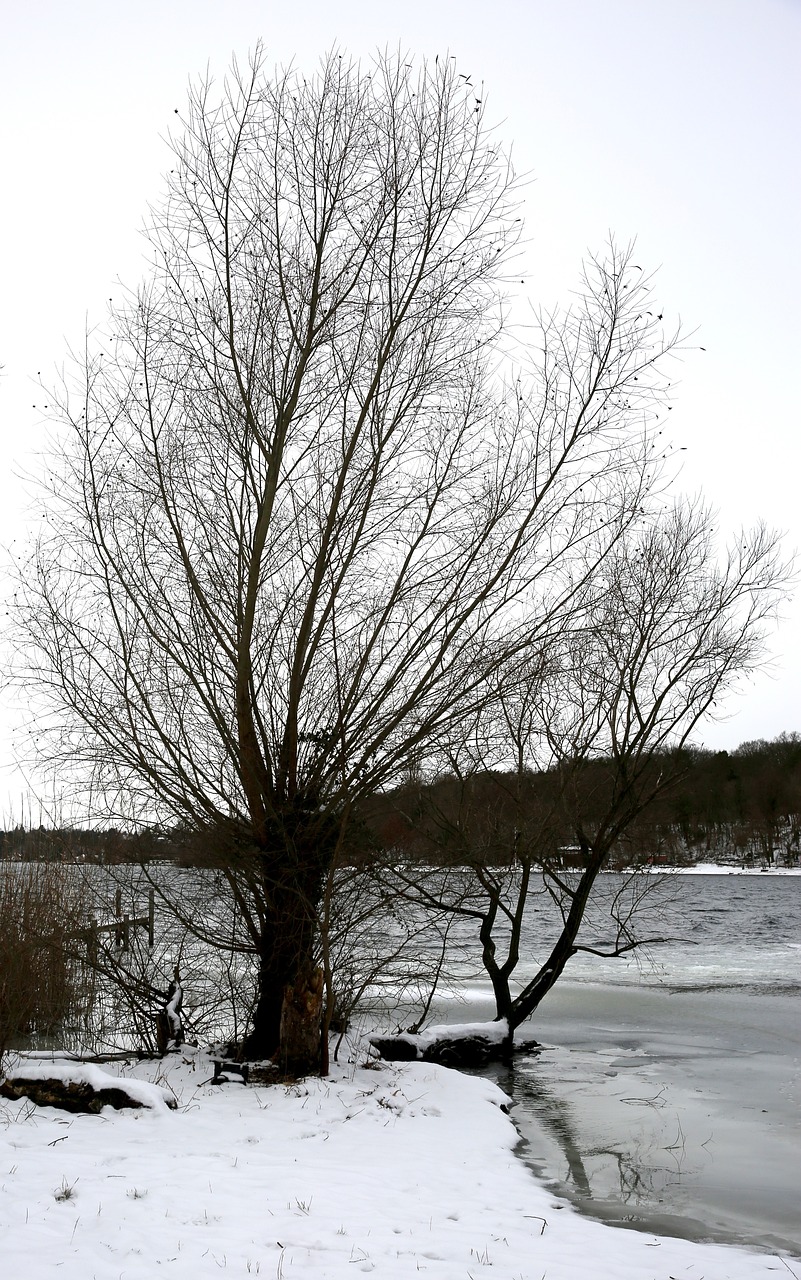 winter tree snow free photo