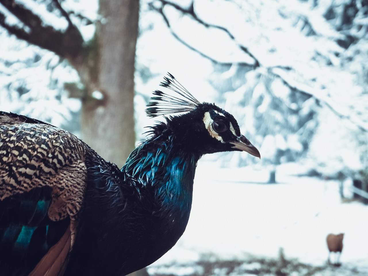 winter peacock snow free photo