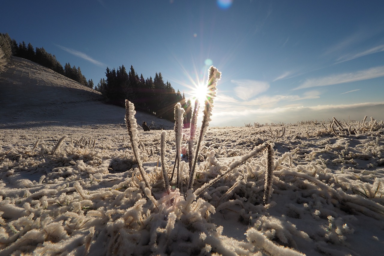 winter flower nature free photo