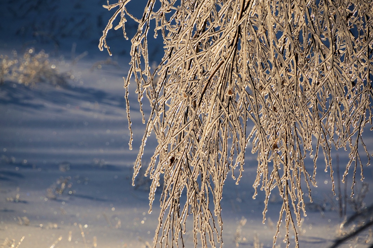 winter ice tree free photo