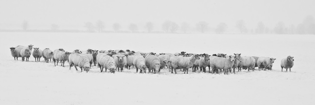 winter snow sheep free photo