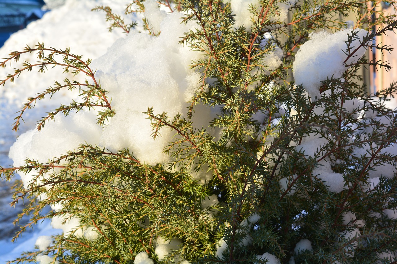 winter bush winter shrubs free photo