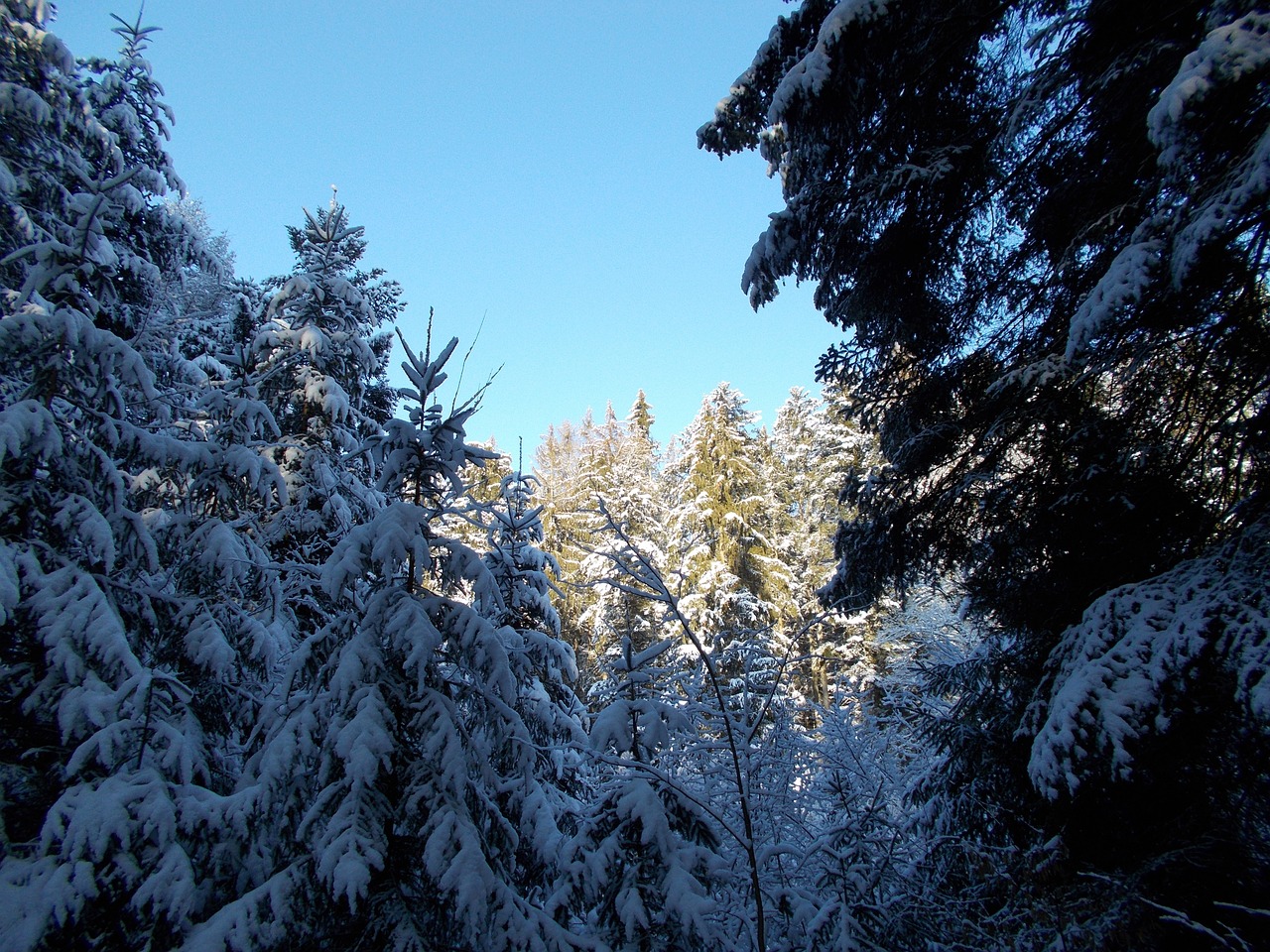 winter snow landscape free photo