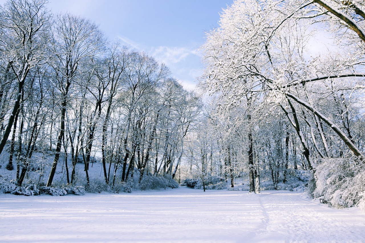 winter snow landscape free photo