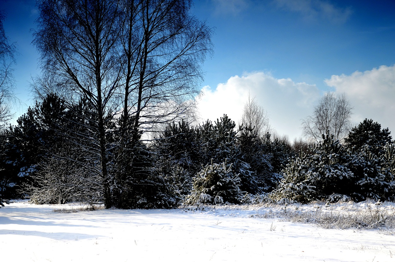 winter snow tree free photo