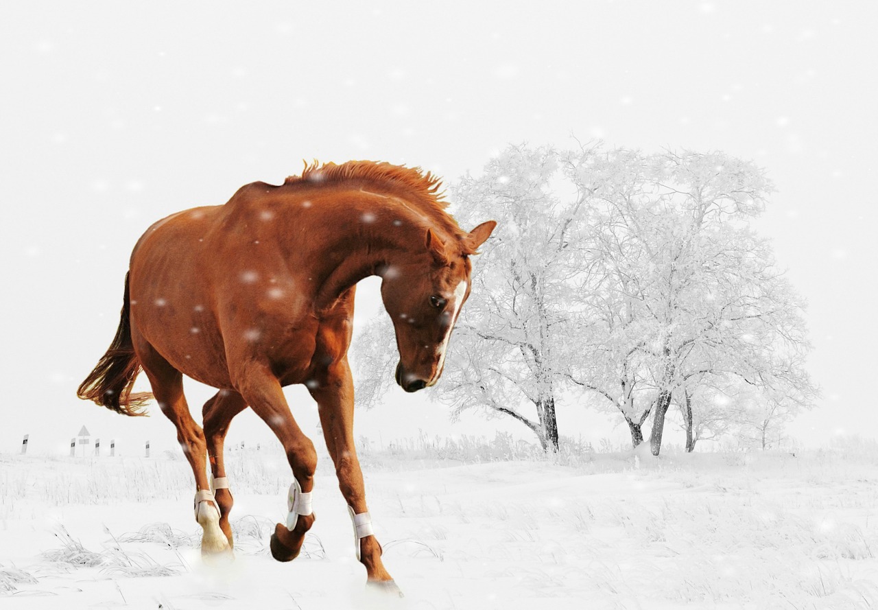 winter horse play free photo