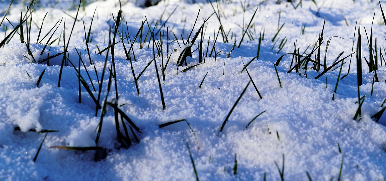 winter snow pasture free photo