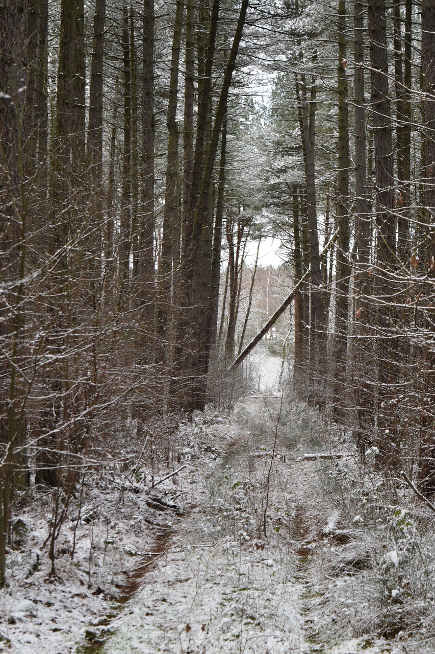 winter snow woods free photo