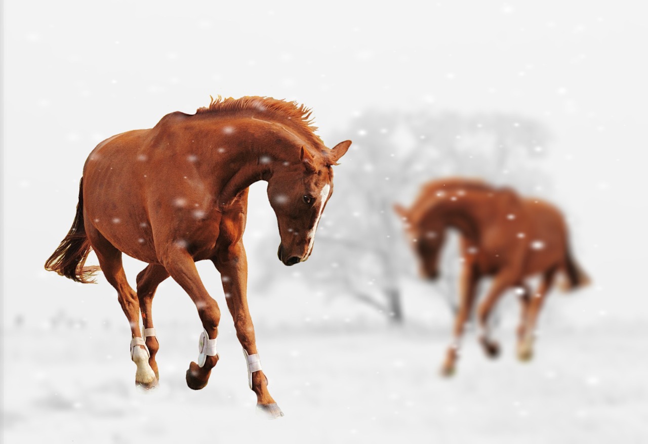 winter horses play free photo