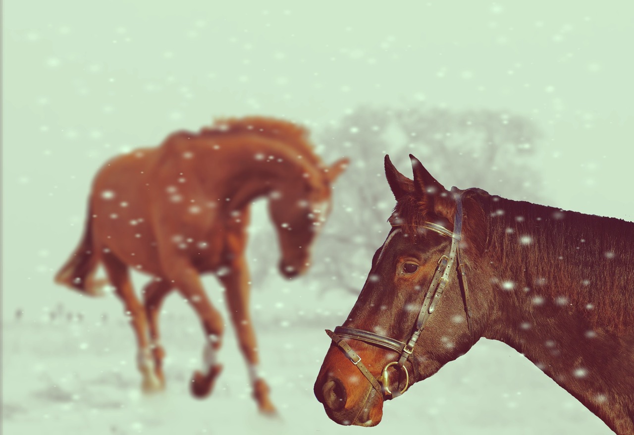 winter horses play free photo