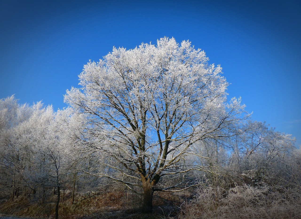 winter tree wintry free photo