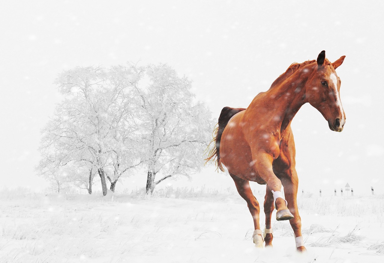 winter horse play free photo