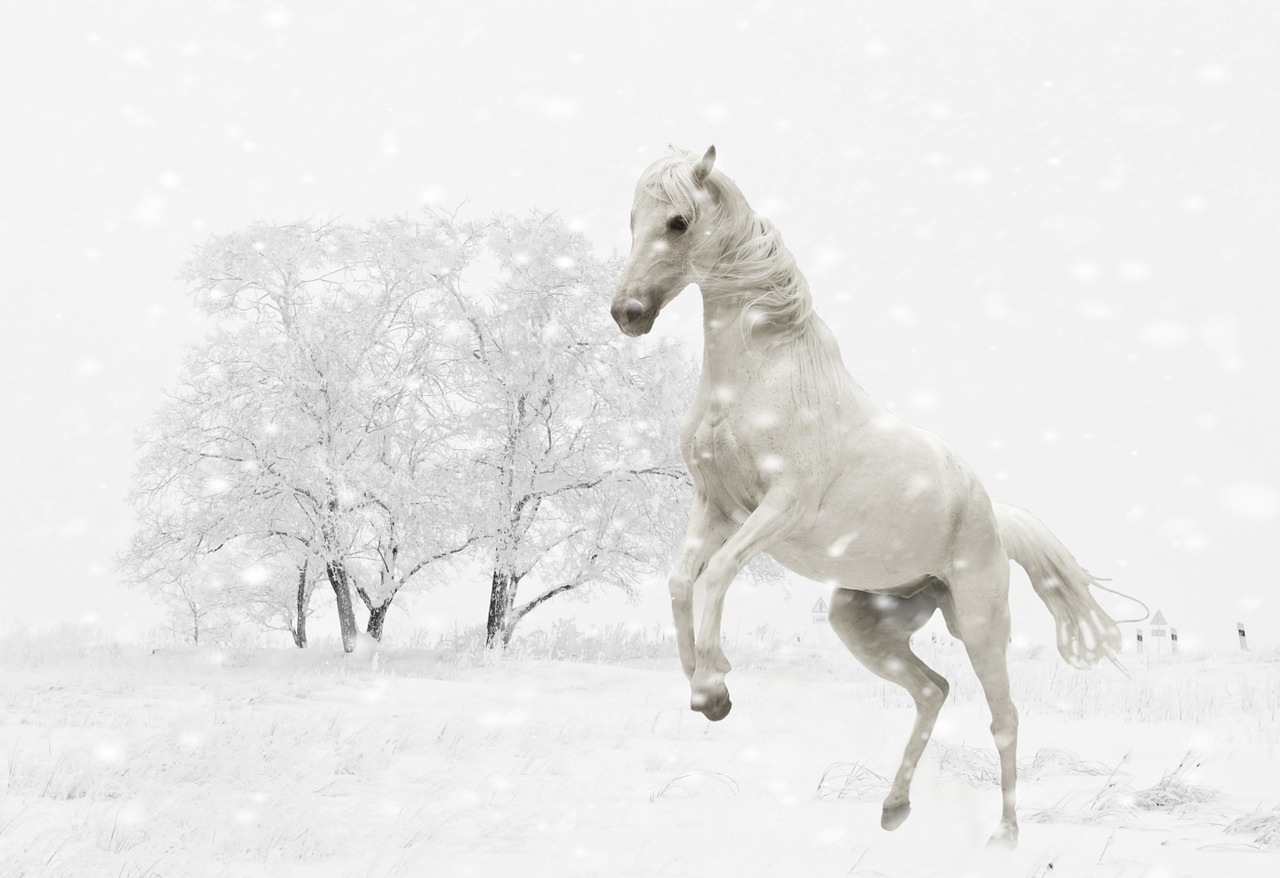 winter horse mold free photo