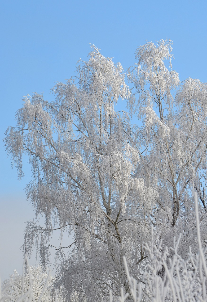 winter birch tree free photo