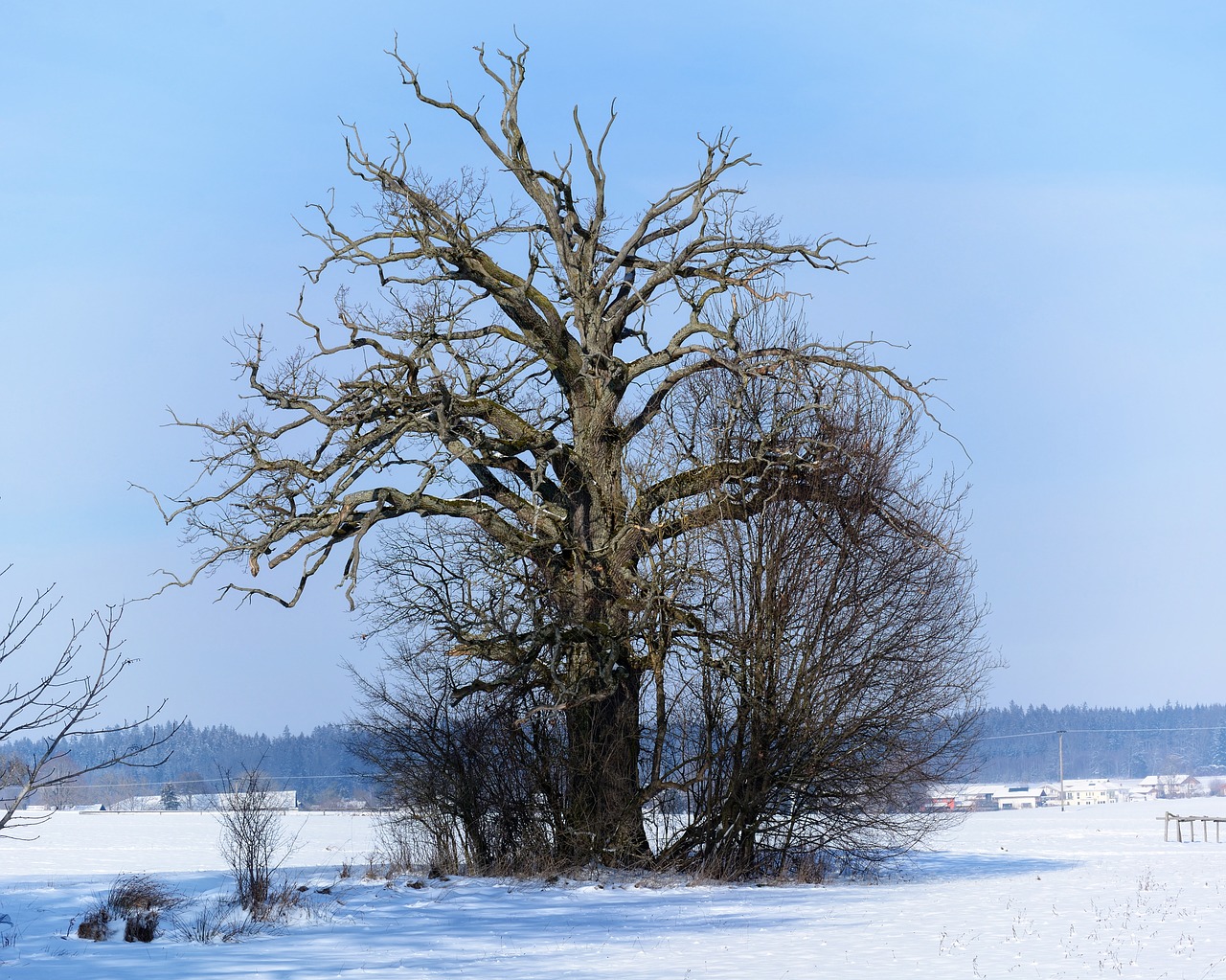 winter tree silhouette free photo
