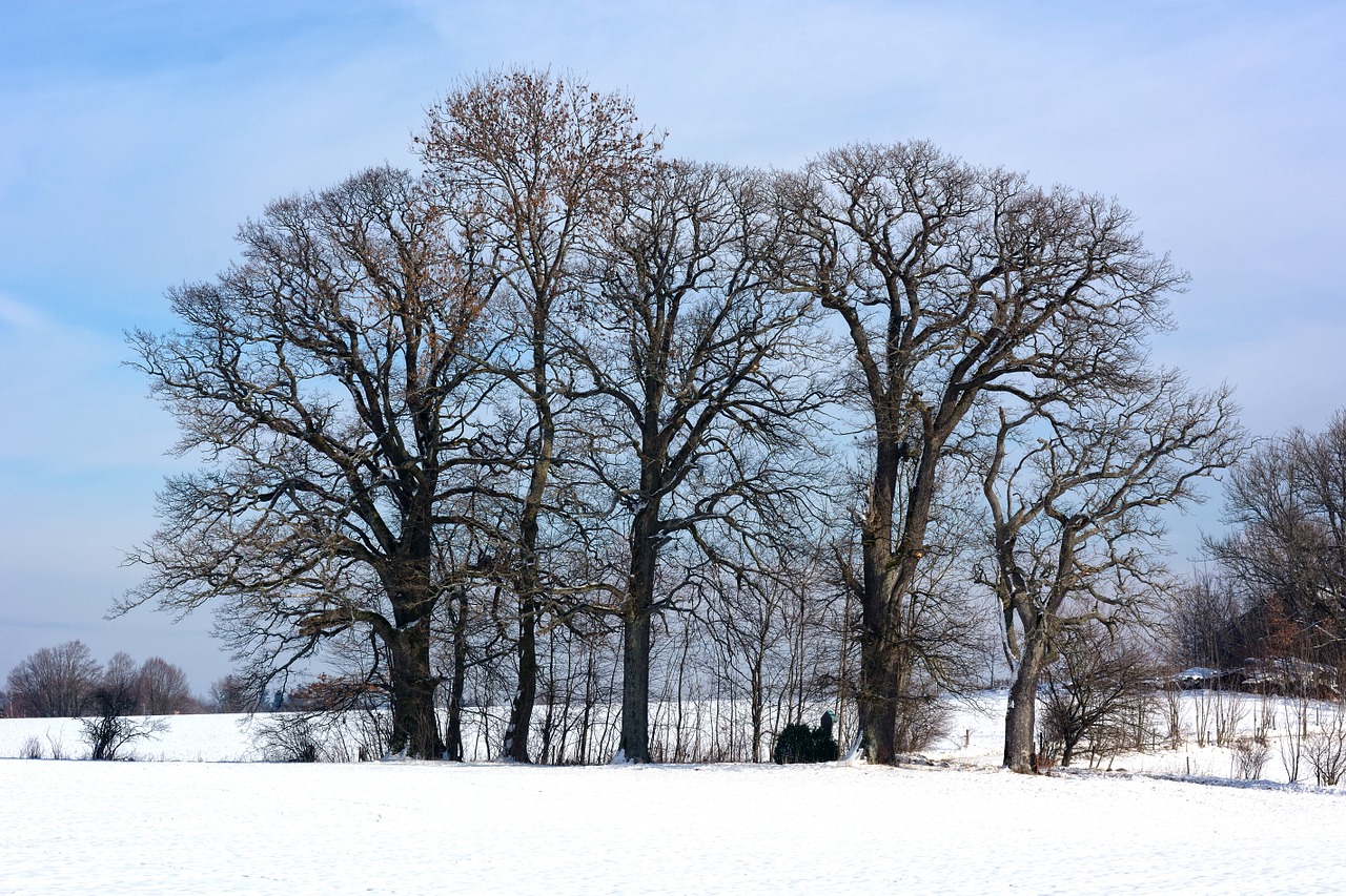 winter snow grove of trees free photo