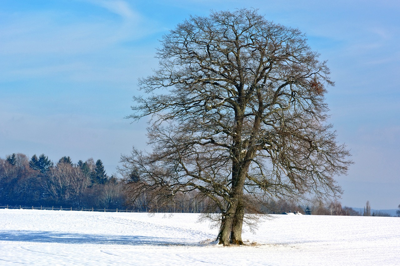 winter snow tree free photo