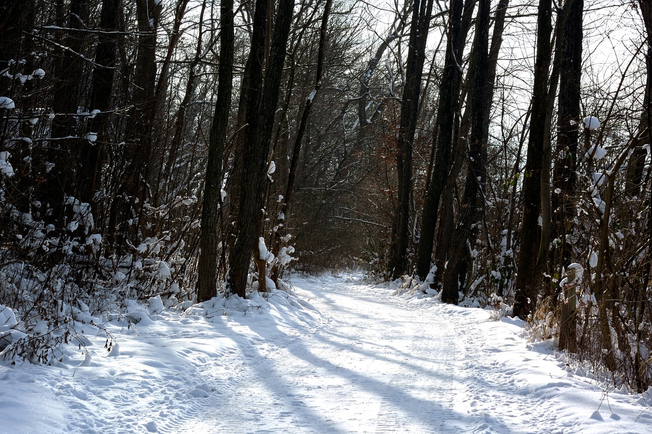 winter snow forest free photo